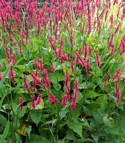 Persicaria amplexicaulis 'Speciosa'